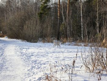 View of dog on snow covered land