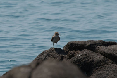 Rocks in sea