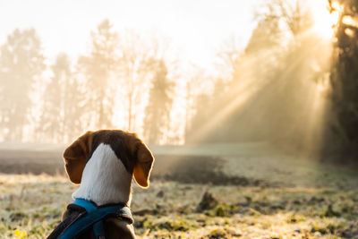 Beagle dog on field in the morning looking into sun rays in forest. dog in nature