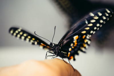 Close-up of butterfly on hand