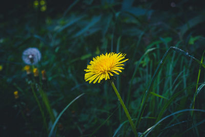 Close-up of yellow dandelion flower on field