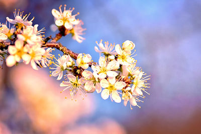 Close-up of yellow cherry blossom