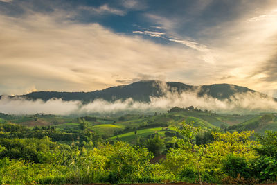 Scenic view of forest against sky