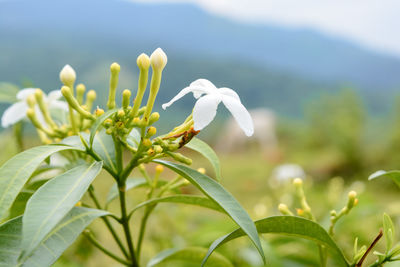 Close-up of white flowering plant