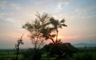 Trees on landscape against sky during sunset