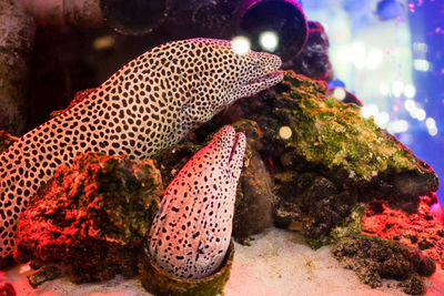 Close-up of fish swimming in sea