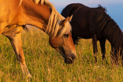 Horses in a field