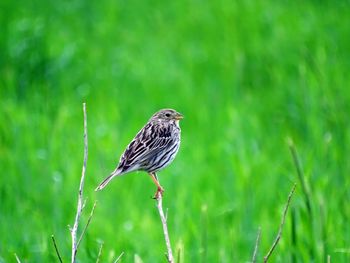 Side view of bird perching on twig in grass area 