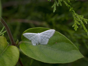 Close-up of butterfly on leaf