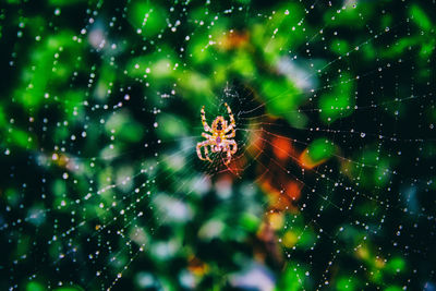 Close-up of spider on web
