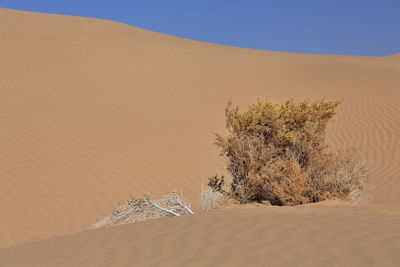 1209 unknown yellowish autumnal dry shrub-badain jaran desert-clear blue sky. inner mongolia-china.