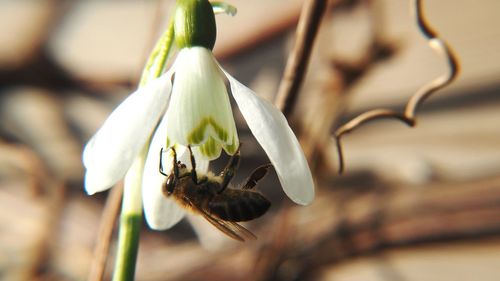 Close-up of insect on flower