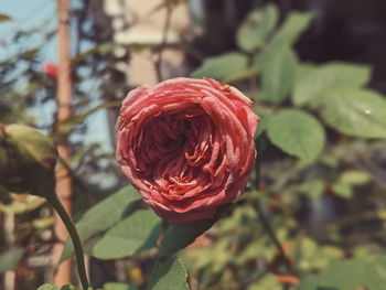 Close-up of red rose