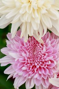 Close-up of pink dahlia