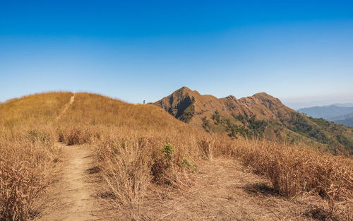 Scenic view of field against clear blue sky