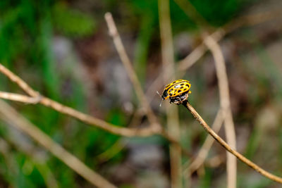 Close-up of ladybug on plant