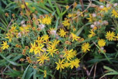 Close-up of honey bee on plant