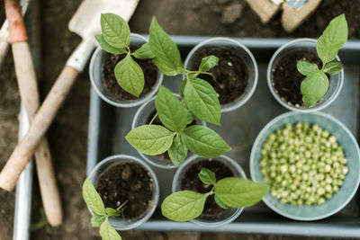 Close-up of potted plants