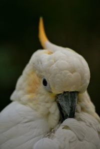 Close-up of bird