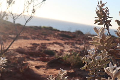 Close-up of plants on field against sky