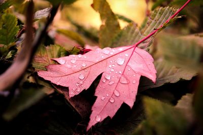 Close-up of raindrops on maple leaves