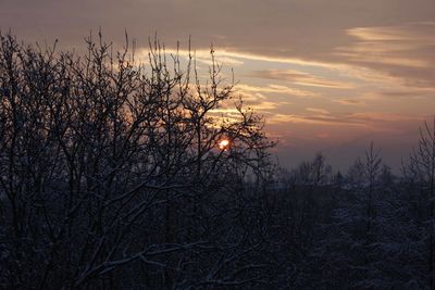 Trees against sky during sunset