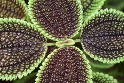 Full frame shot of plants