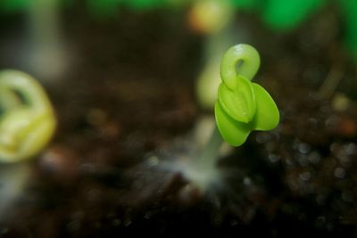 Close-up of plant growing outdoors