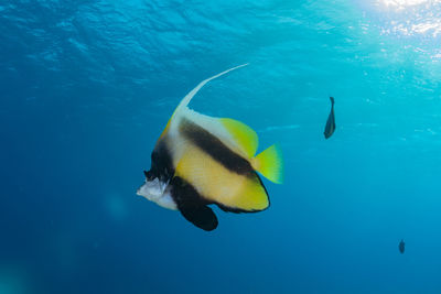 Jellyfish swimming in sea