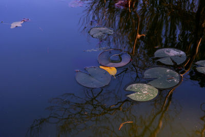 View of fish swimming in lake