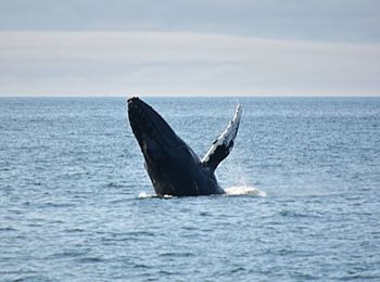 View of horse in sea
