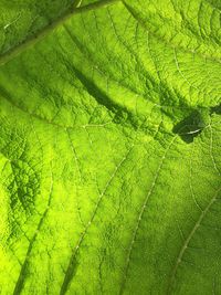 Full frame shot of green leaves