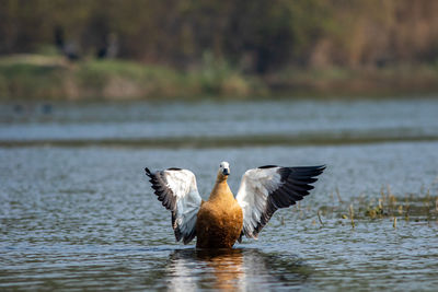 Birds flying over lake