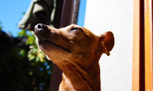 Close-up of a dog looking away