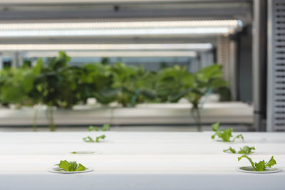 Close-up of potted plant on window
