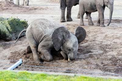 High angle view of elephant digging sand