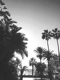 Low angle view of palm trees against clear sky