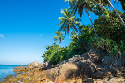 Trees growing on rocks by sea against sky