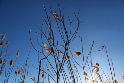 Low angle view of bird against clear blue sky