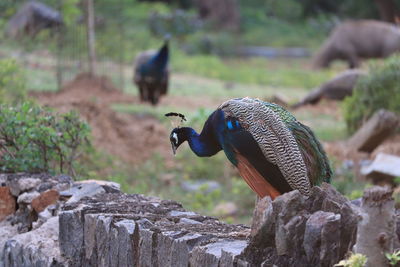 Close-up of bird perching on rock