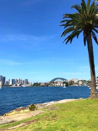 Palm trees by sea against sky in city