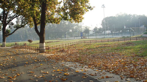 View of trees against sky