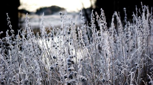 Close-up of frozen plants on field