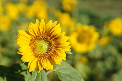 Close-up of sunflower on field