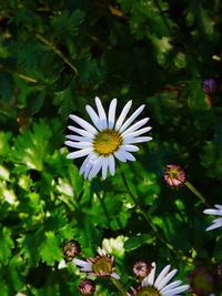 Close-up of white flowers blooming outdoors