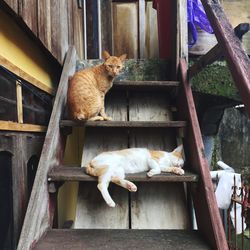 Two cats shot at a locals house in makale, toraja, shot in an afternoon in the middle 2019