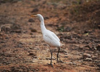 Close-up of cattle egret bird on field