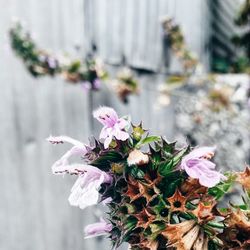 Close-up of purple flowers