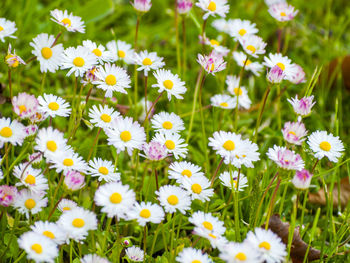 Close-up of flowers blooming on field