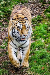 Close-up of tiger walking on grass